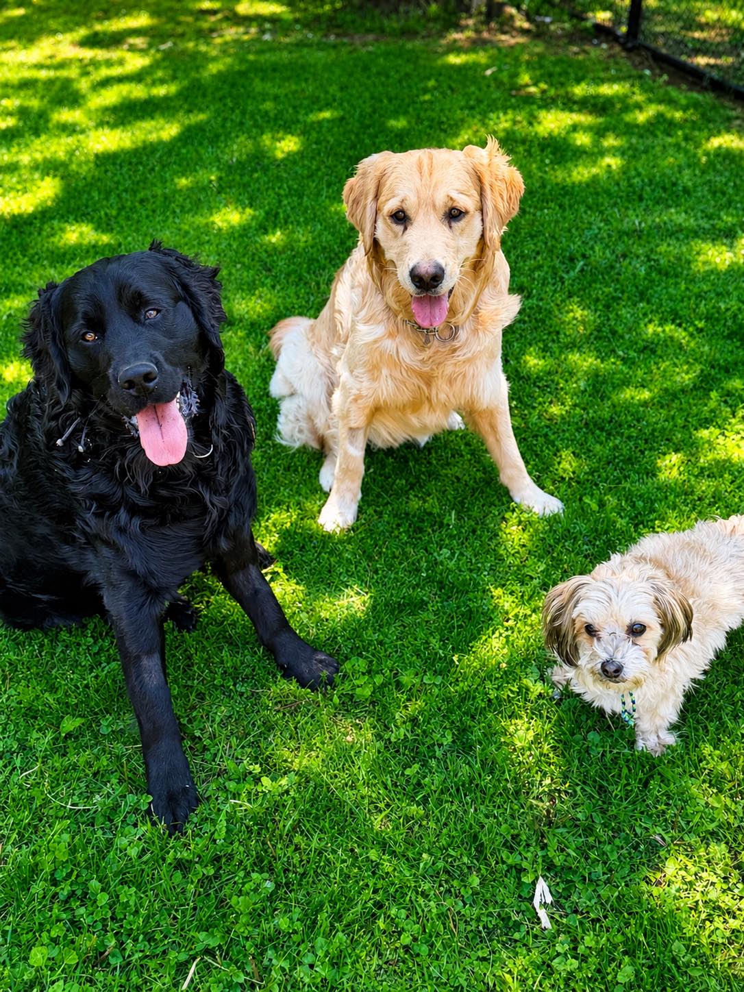Happy pet cared for by WAGZ