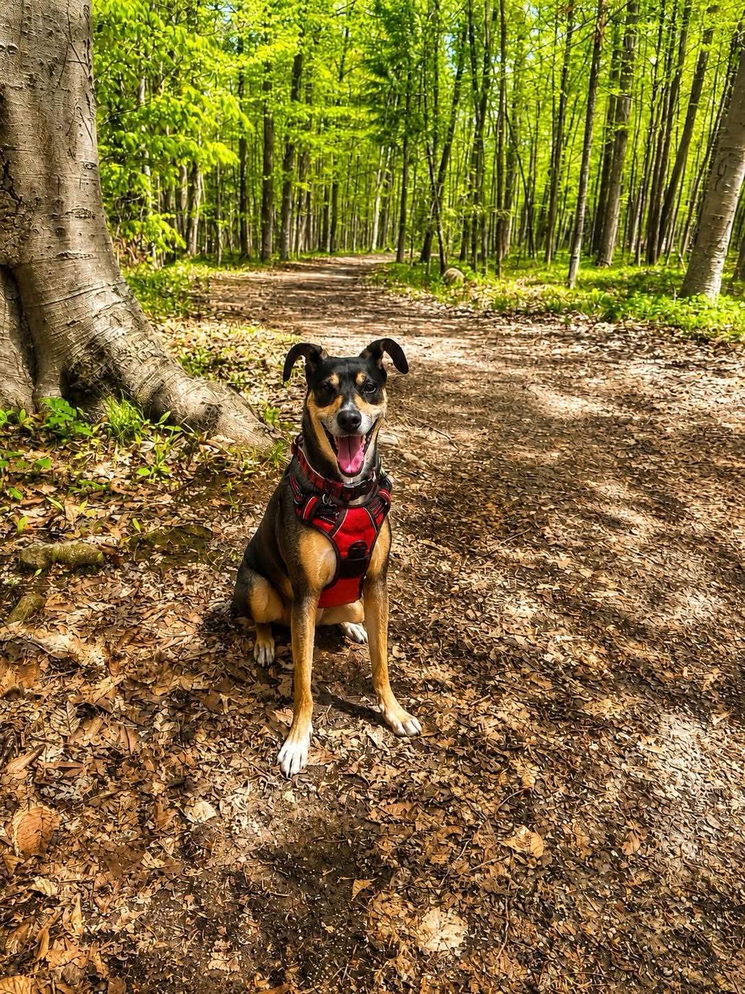 Happy pet cared for by WAGZ