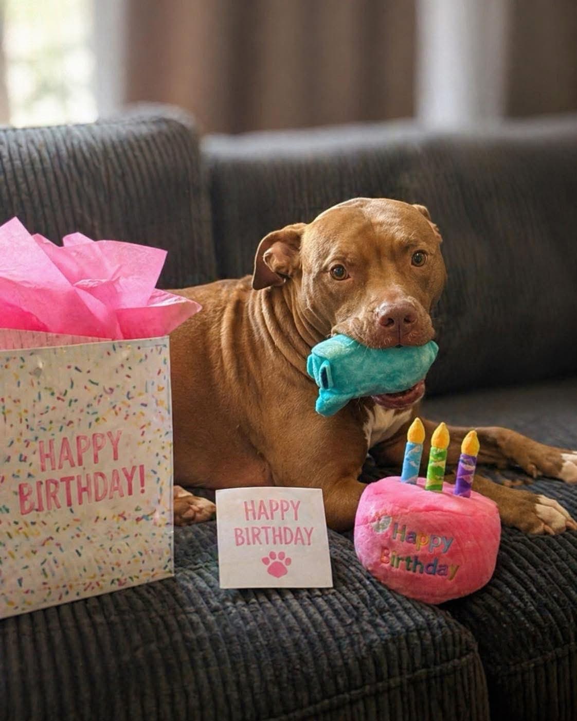 Happy pet cared for by WAGZ